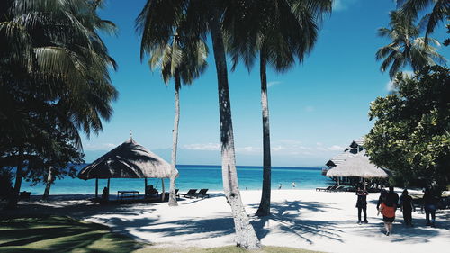 Palm trees on beach