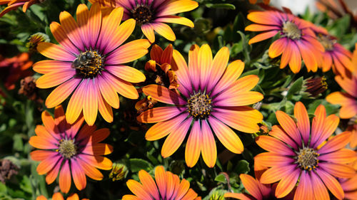 High angle view of purple flowers