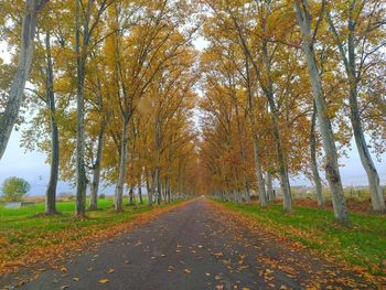 Road amidst trees during autumn