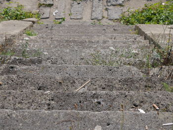 Plants in the background