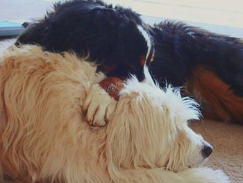 Close-up of dog sleeping