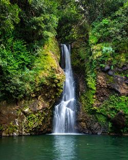 Scenic view of waterfall in forest