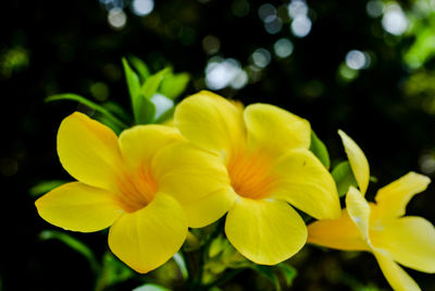 Close-up of yellow flowers blooming outdoors