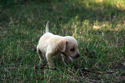 White dog standing in grass
