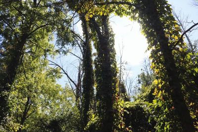 Low angle view of trees in forest