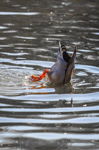 Fish swimming in lake