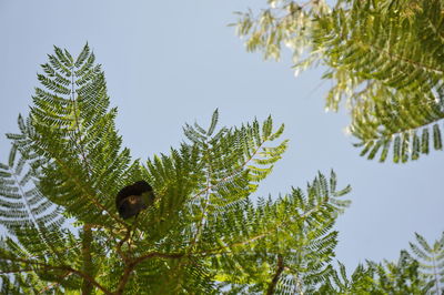 Low angle view of pine tree against sky