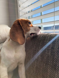 Close-up of dog looking away at home