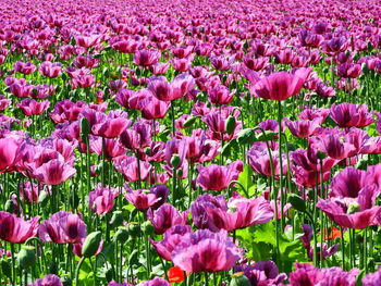 Close-up of pink tulip flowers on field