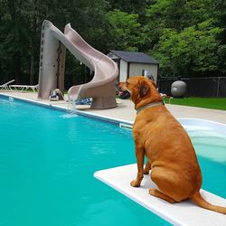 Dog on swimming pool