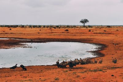 Tsavo east, kenya. safari 