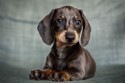 Portrait of puppy sitting