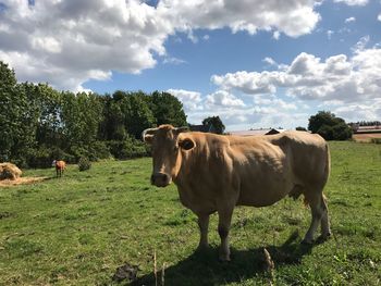 Cattle standing on grassy field against cloudy sky