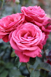 Close-up of pink rose