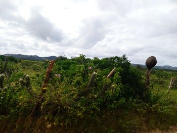 Plants on field against sky