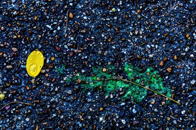 Composition rain,green,yellow　/ pressed flowers on a road