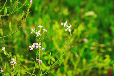 Close-up of flowers blooming outdoors