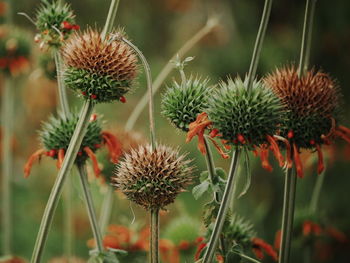 Close-up of thistle flower