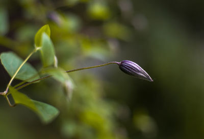 Close-up of butterfly on plant