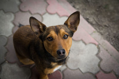 Portrait of stray dog sitting on footpath