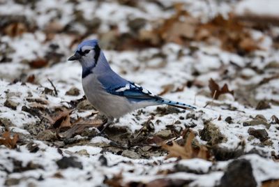 Bird perching on a snow