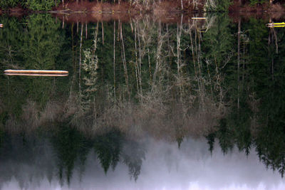 Reflection of trees in lake