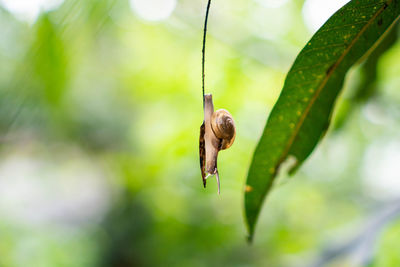 Close-up of insect on leaf