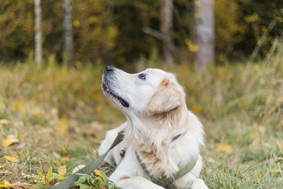 Portrait of golden retriever pale young dog is laying on the grass in the forest, autumn season