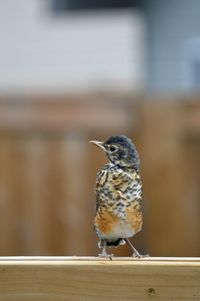 Close-up of young robin bird