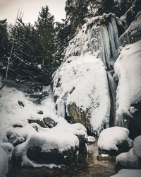 Snow covered rocks by trees