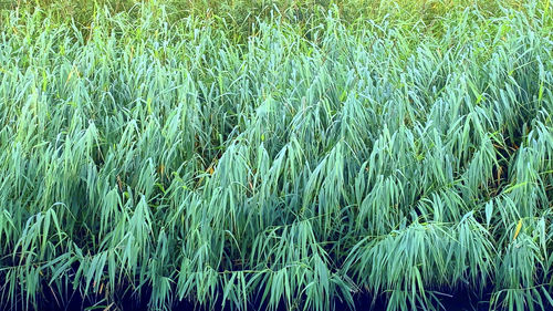 Full frame shot of corn field