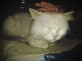 Close-up of cat relaxing on hand