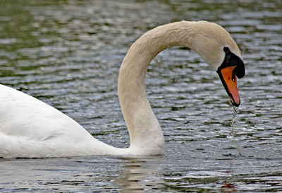 View of swan floating in lake