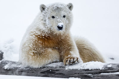 Portrait of sheep in snow