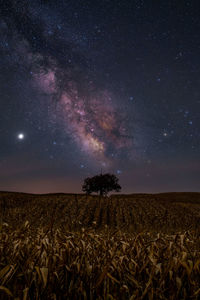 Milky way in background of corn field with lone tree