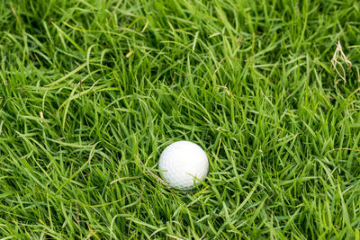 Golf ball on green grass in golf course.