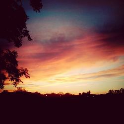 Silhouette of trees at sunset