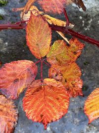 Close-up of autumn leaves