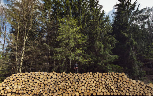 Mid distance view of man standing on woodpile in forest