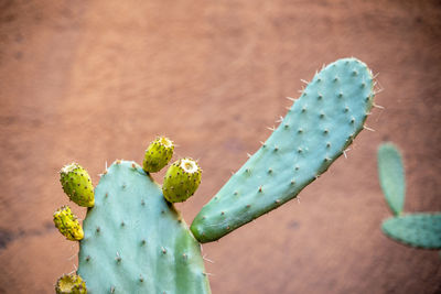 Close up shot of prickly pear with red background