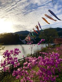 Pink flowering plants by lake against sky