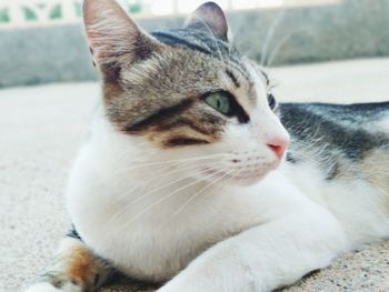 Close-up of a cat looking away