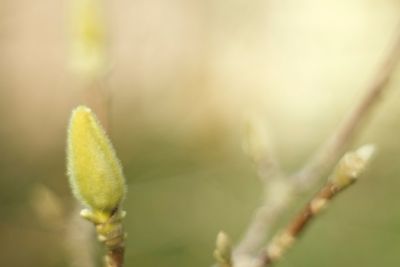 Close-up of plant against blurred background