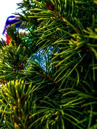 Low angle view of trees