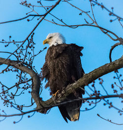 Low angle view of bald eagle on tree against blue sky at dusk