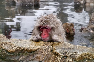 Monkeys in a lake