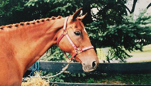 Close-up of horse