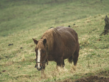 Horses in a field