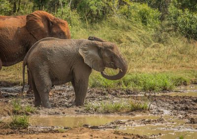 View of elephant drinking water