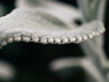 Close-up of plant against blurred background